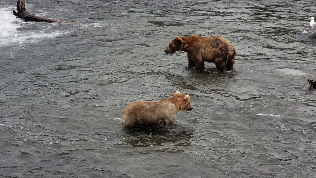 beluga-air-brooks-falls-bear-fishing-03.webp