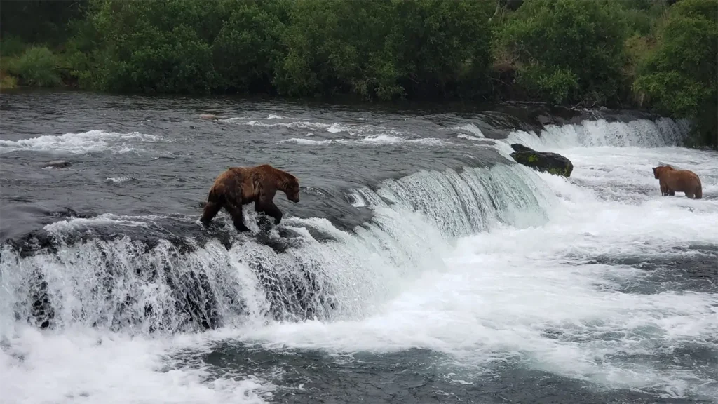 beluga-air-brooks-falls-bear-fishing-04.webp