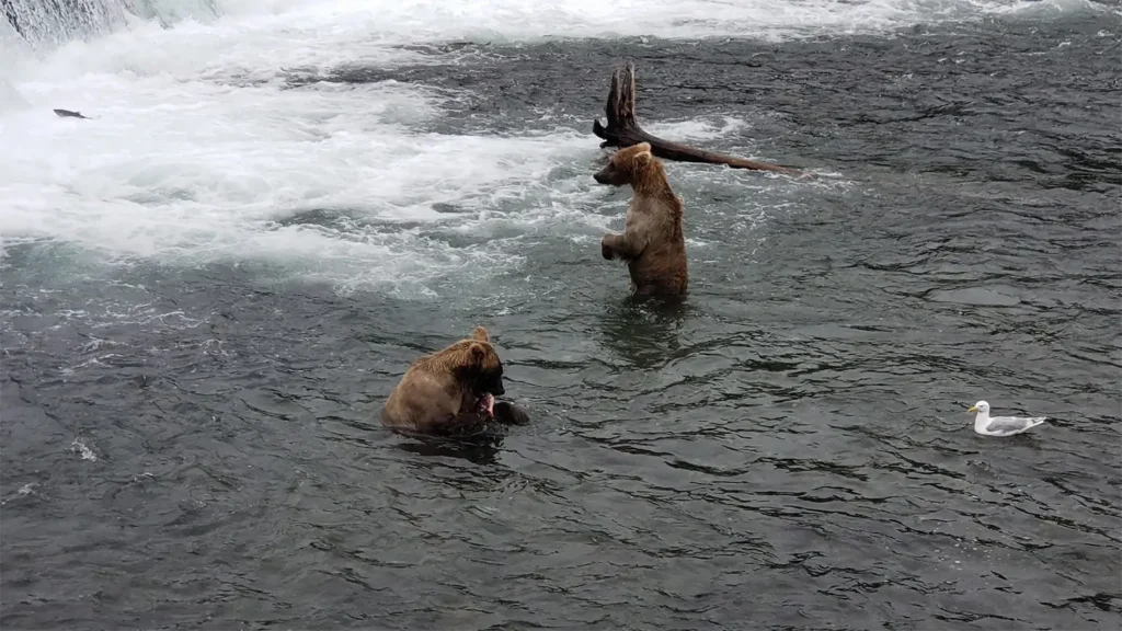 beluga-air-brooks-falls-bear-fishing-06.webp