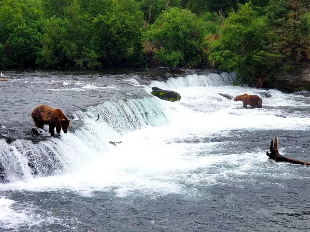 beluga-air-brooks-falls-bear-fishing-07.webp