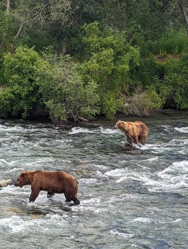 beluga-air-brooks-falls-bear-fishing-08.webp