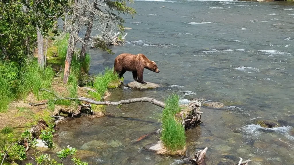 beluga-air-brooks-falls-bear-fishing-09.webp