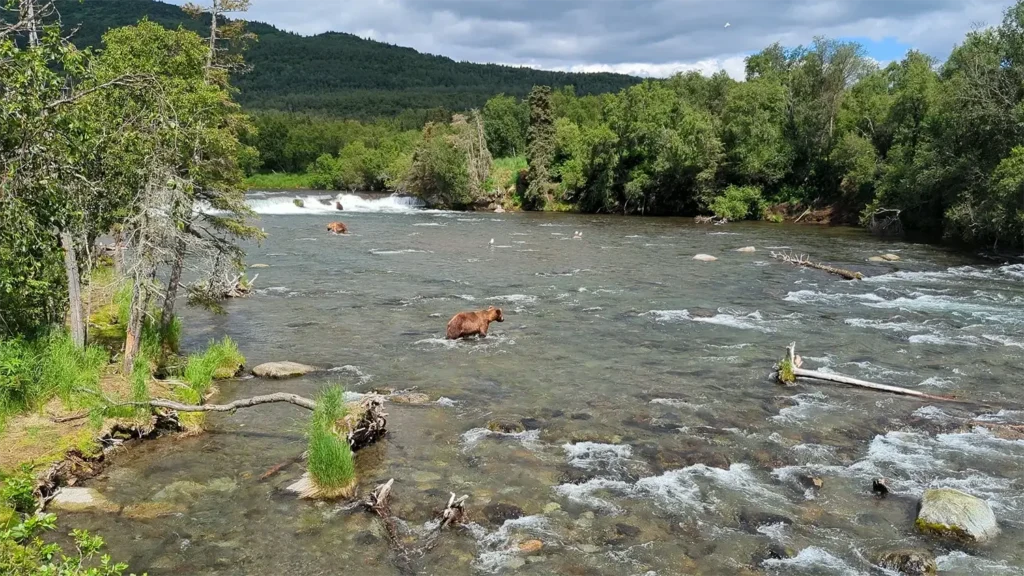 beluga-air-brooks-falls-bear-fishing-10.webp
