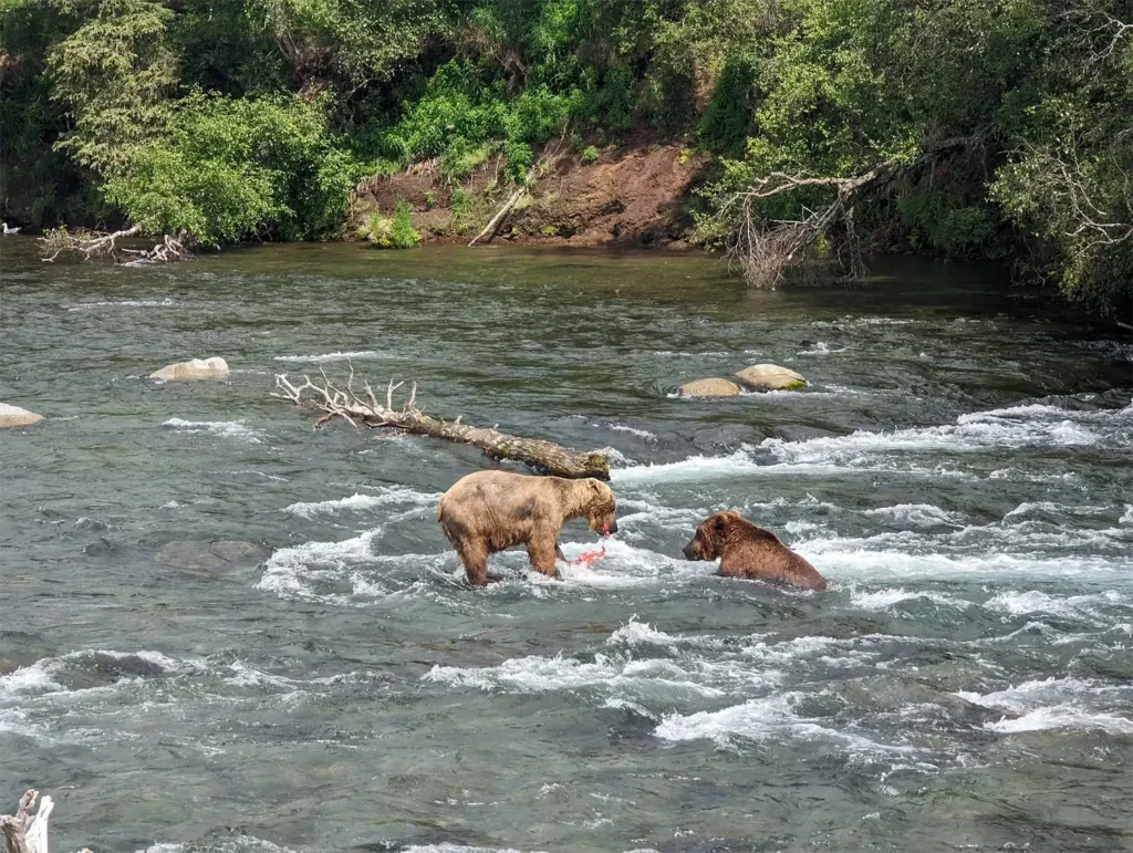 beluga-air-brooks-falls-bear-fishing-11.webp