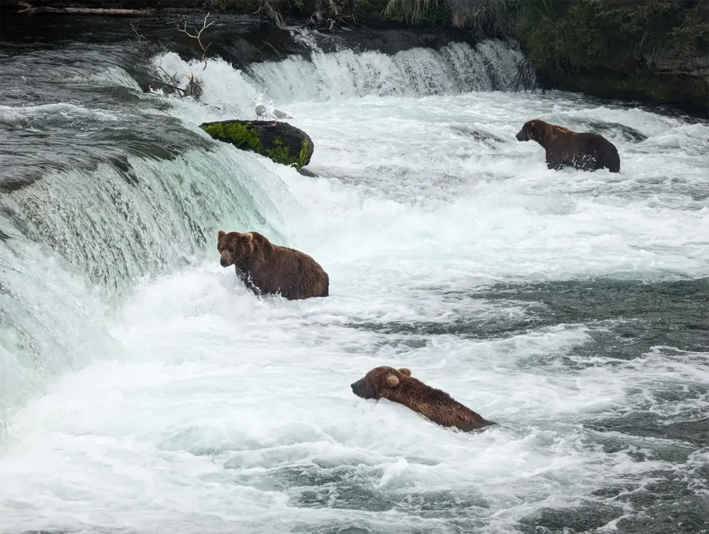 beluga-air-brooks-falls-bear-fishing-12.webp
