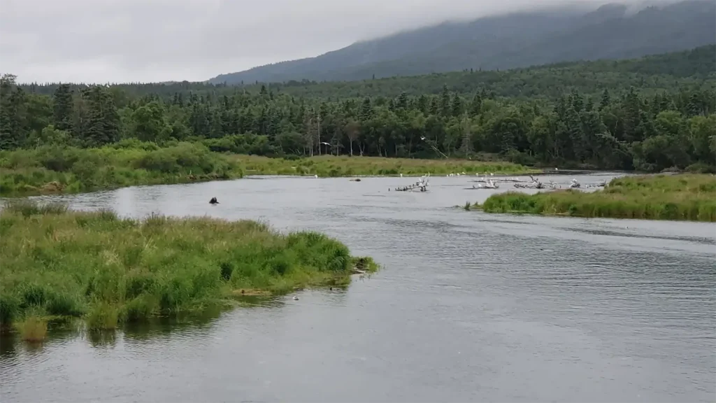 beluga-air-brooks-falls-bear-viewing-08.webp