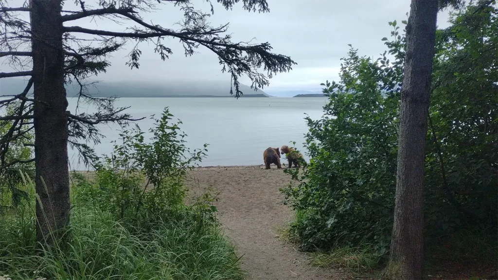 beluga-air-brooks-falls-bear-viewing-17.webp