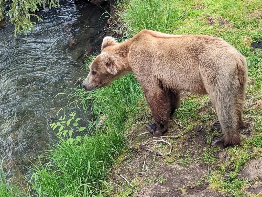 beluga-air-brooks-falls-bear-viewing-27.webp
