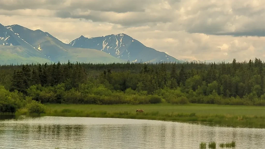 beluga-air-brooks-falls-bear-viewing-36.webp