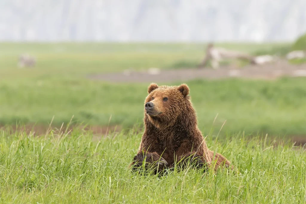 beluga-air-june-katmai-bear-viewing-01