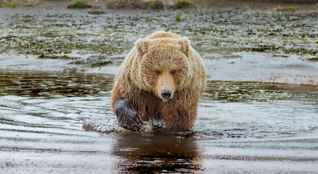 beluga-air-june-katmai-bear-viewing-02