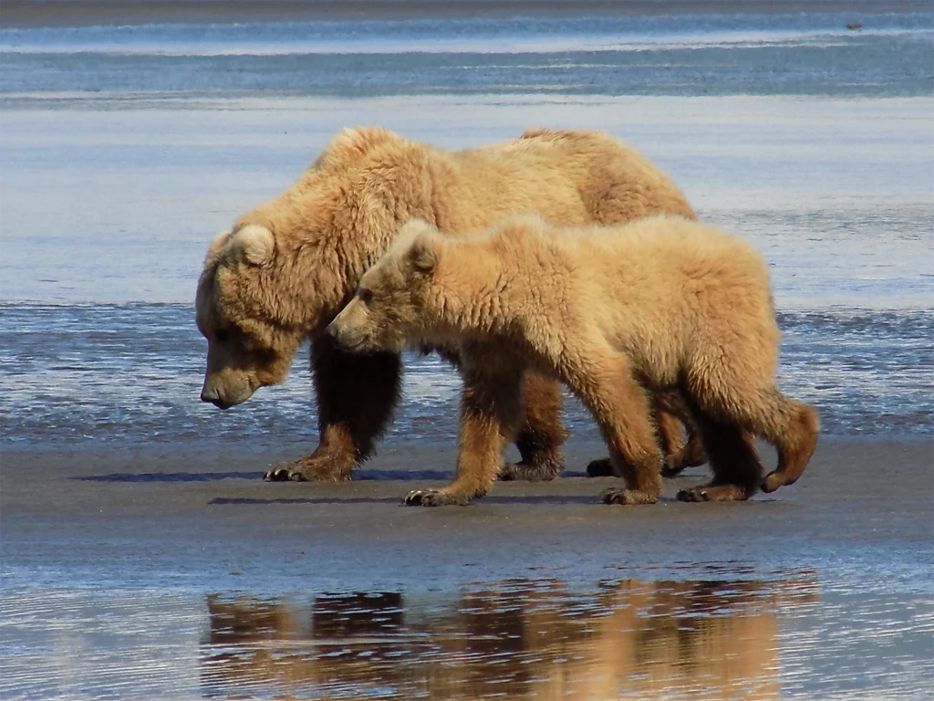 beluga-air-june-katmai-bear-viewing-03
