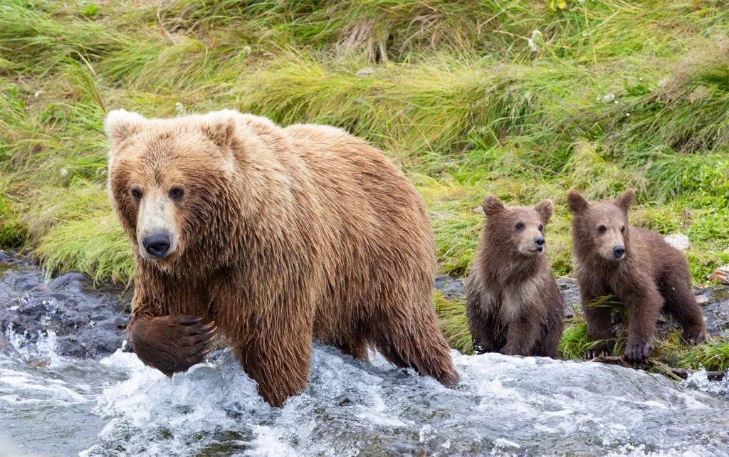 beluga-air-june-katmai-bear-viewing-06