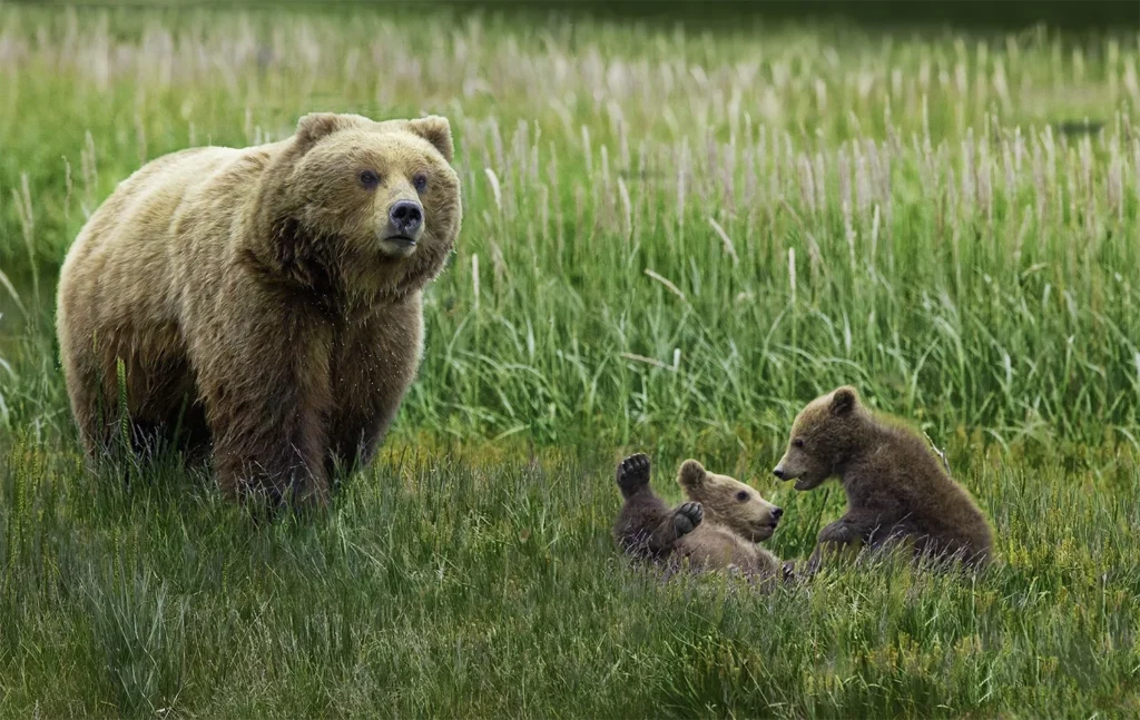 beluga-air-june-katmai-bear-viewing-10