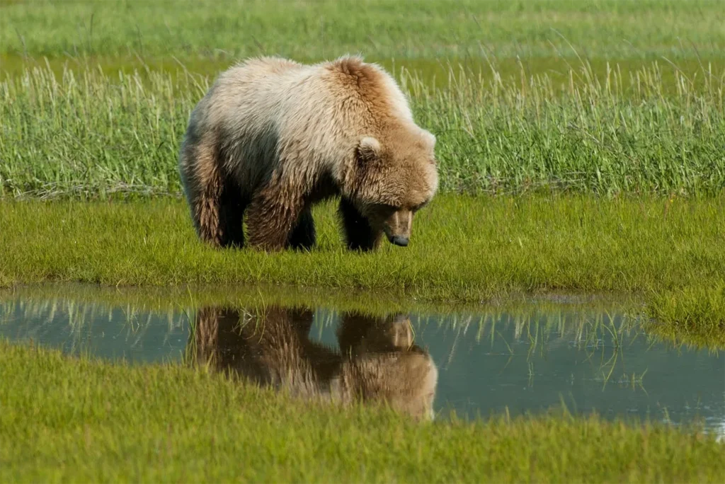 beluga-air-june-katmai-bear-viewing-14