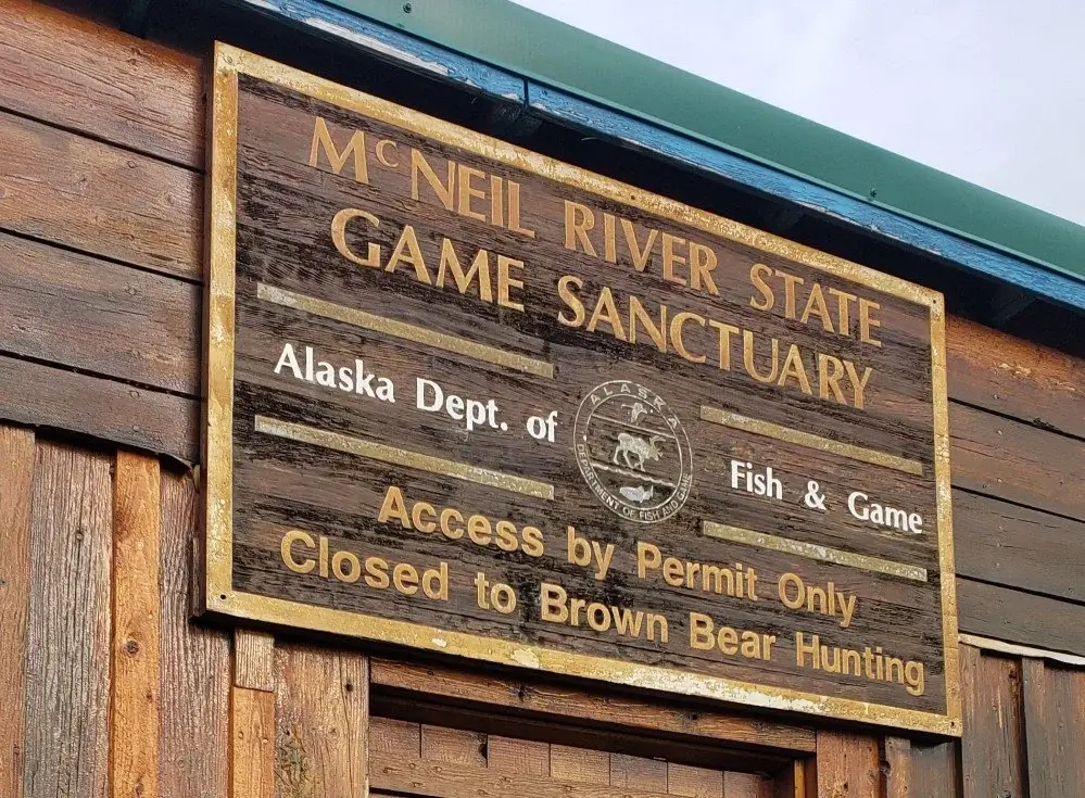 beluga-air-mcneil-river-bear-viewing-07