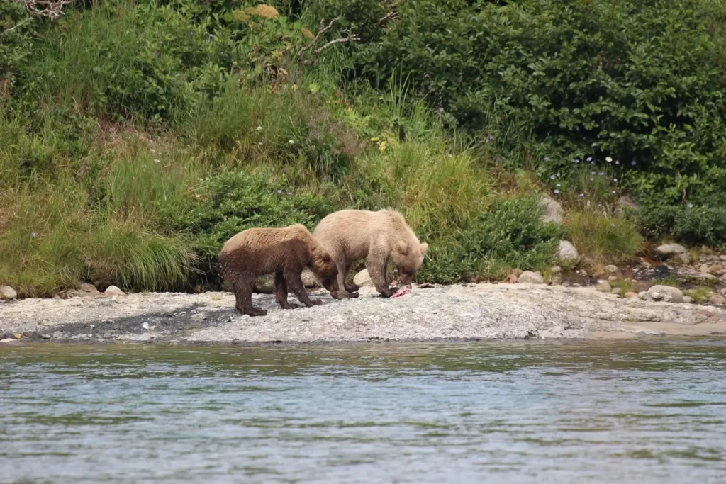 beluga-air-mcneil-river-bear-viewing-24