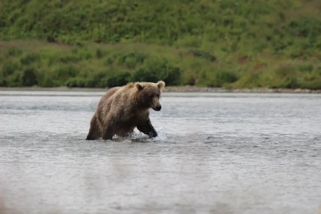 beluga-air-mcneil-river-bear-viewing-25