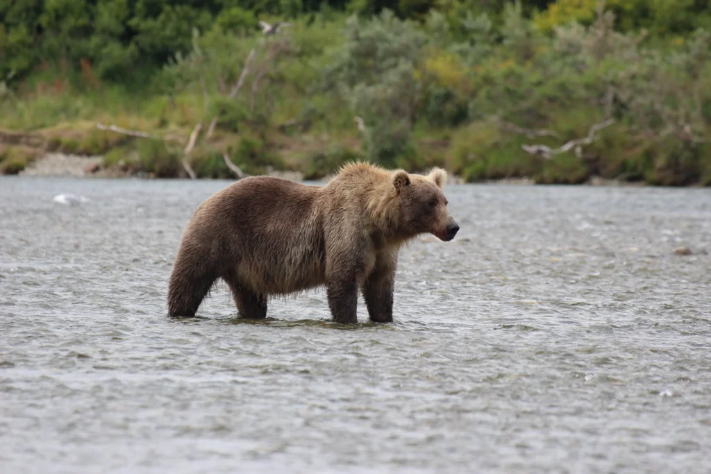 beluga-air-mcneil-river-bear-viewing-26