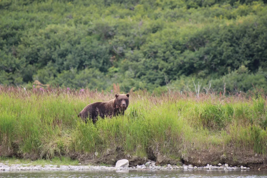 beluga-air-mcneil-river-bear-viewing-31