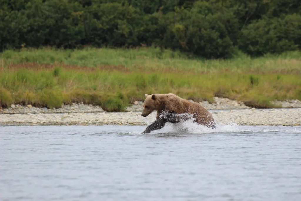 beluga-air-mcneil-river-bear-viewing-32