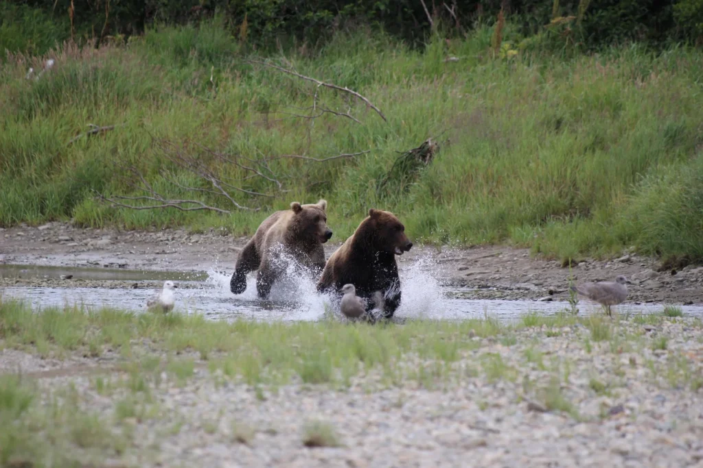 beluga-air-mcneil-river-bear-viewing-41