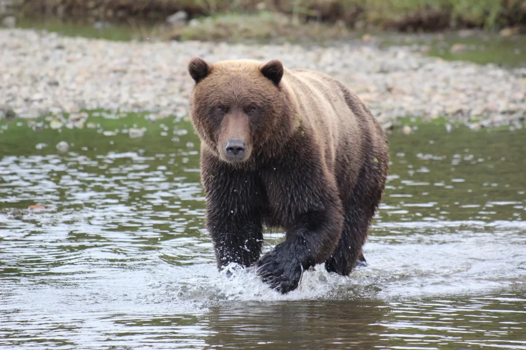 beluga-air-mcneil-river-bear-viewing-42