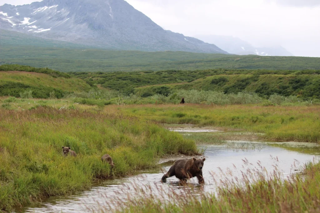 beluga-air-mcneil-river-bear-viewing-46