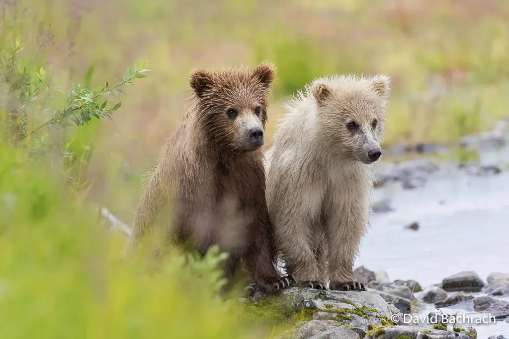 beluga-air-moraine-creek-guided-hike-bear-viewing-01