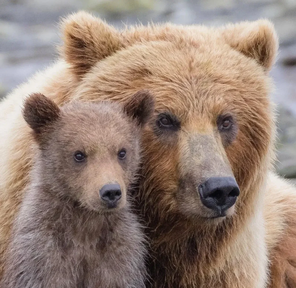 beluga-air-moraine-creek-guided-hike-bear-viewing-02
