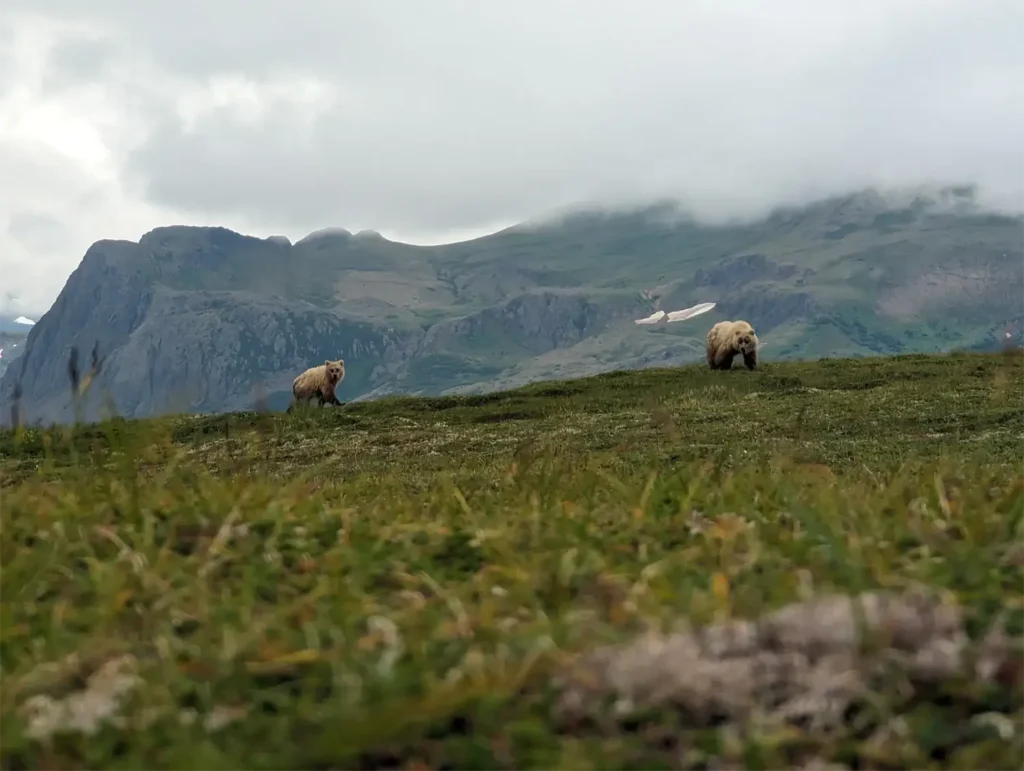beluga-air-moraine-creek-guided-hike-bear-viewing-04.webp
