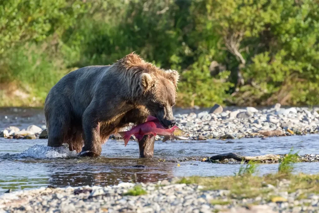 beluga-air-moraine-creek-guided-hike-bear-viewing-05.webp