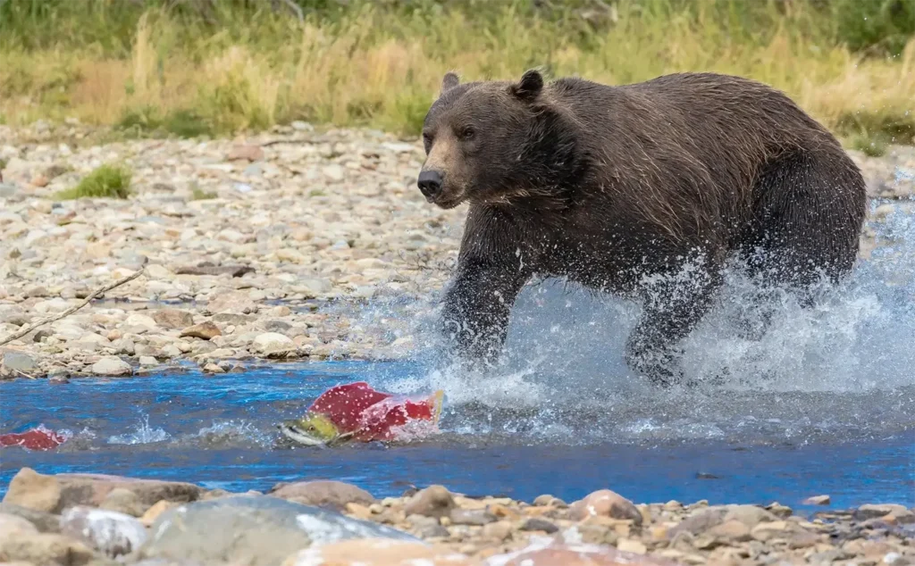 beluga-air-moraine-creek-guided-hike-bear-viewing-06.webp