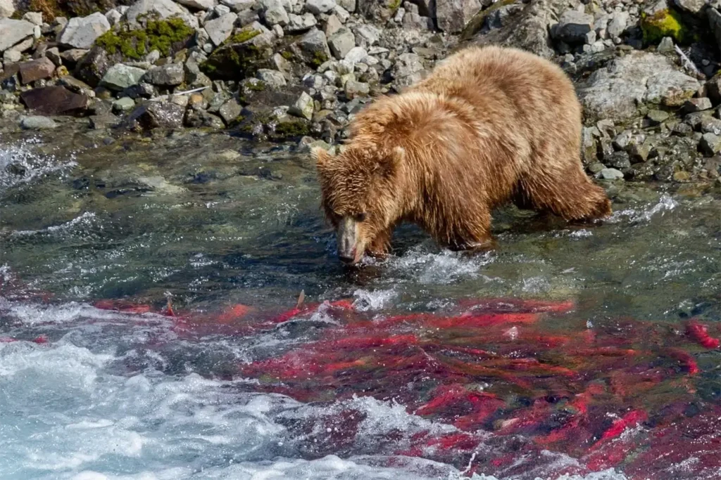 beluga-air-moraine-creek-guided-hike-bear-viewing-07.webp
