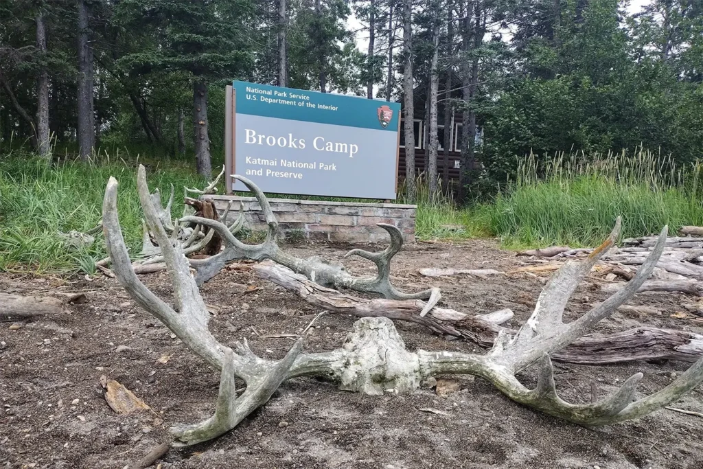 brooks-falls-bear-viewing-summer.webp
