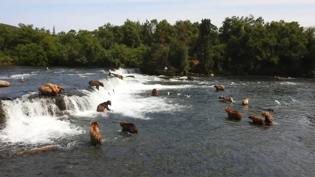 brooks-falls-bears-fishing-waterfall.webp