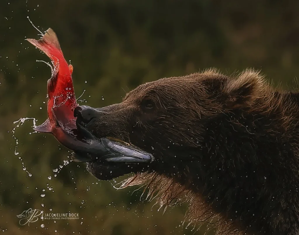 brooks-falls-brown-bear-catching-salmon-katmai-national-park