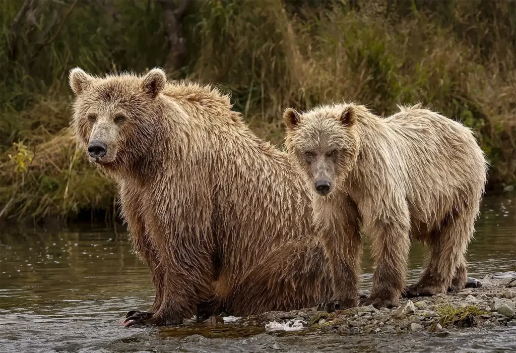 katmai-national-park-bear-viewing-beluga-air-home