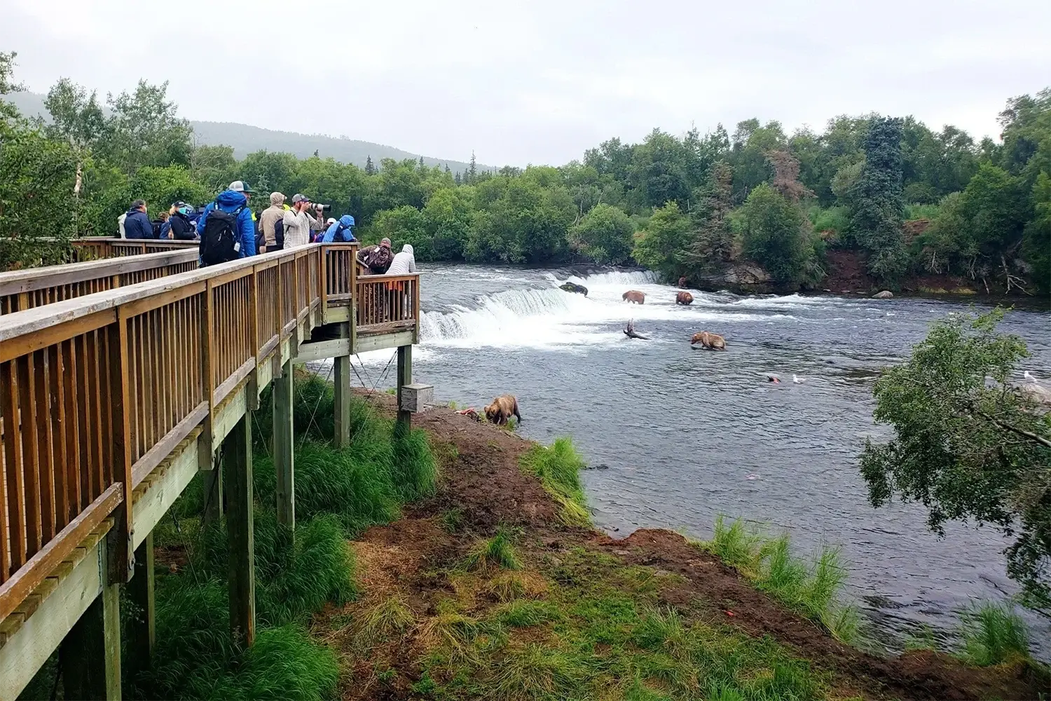 katmai-national-park-bear-viewing-brooks-falls-beluga-air