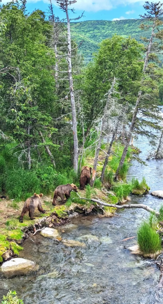 katmai-national-park-brooks-falls-forest-trail.webp
