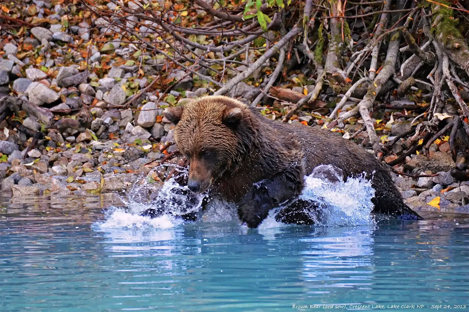 luxury-alaska-bear-viewing-lake-clark-beluga-air