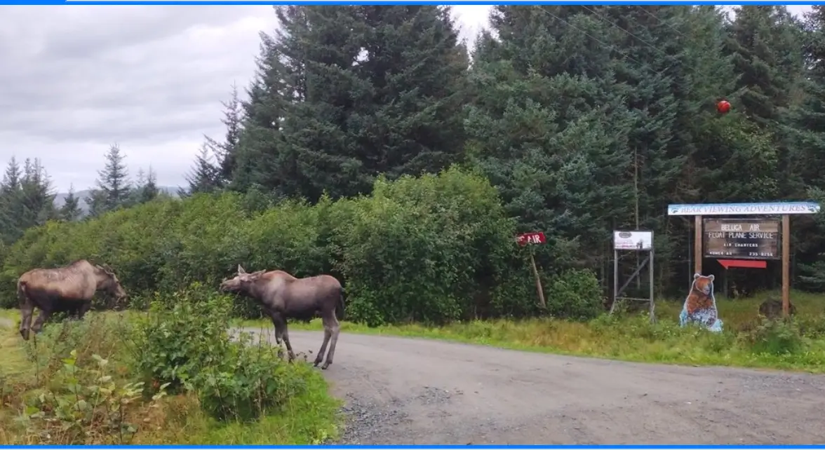 Moose near a wildlife viewing area