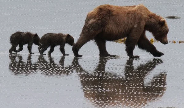 Mother bear walking with two cubs